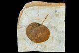 Fossil Hackberry Leaf (Celtis) - Montana #113234-1